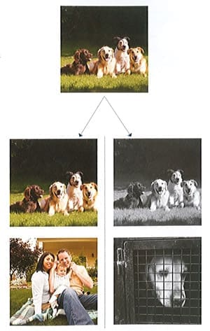 Grouping design principles. An image of dogs are shown with one side showing them with a family, and the other in black and white showing them in a cage. 