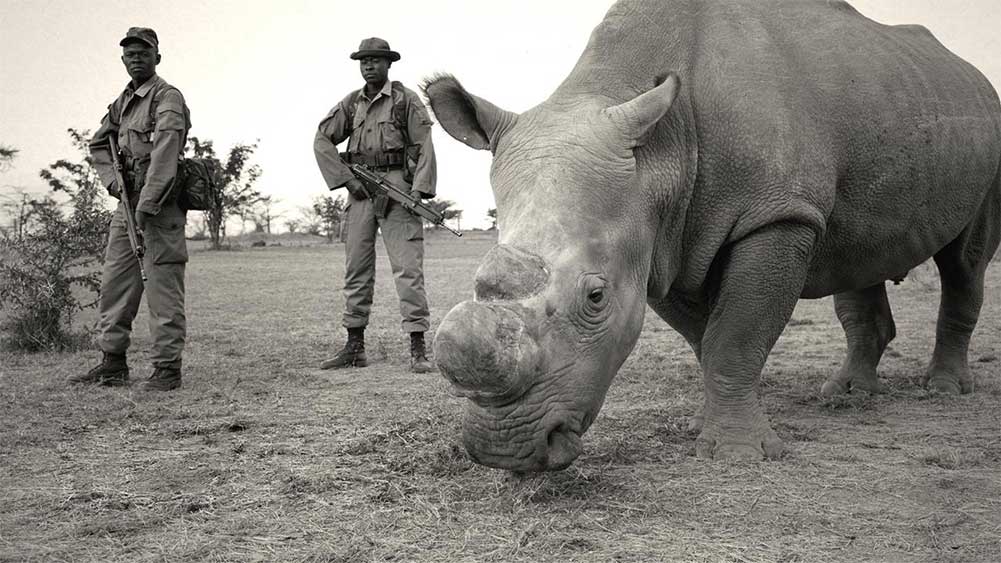 troops and rhinos